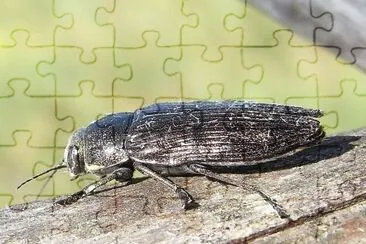 פאזל של Buprestis haemorhoidalis