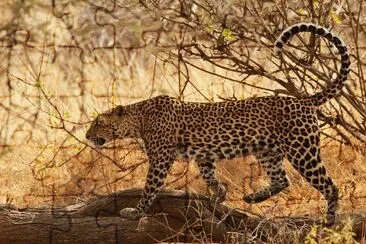 Leopardo africano jigsaw puzzle