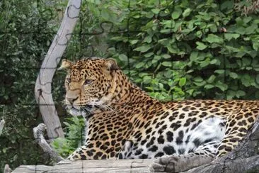 Leopardo di giava