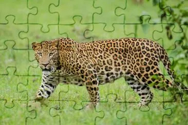 Leopardo indiano