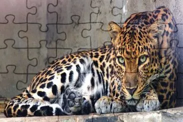 Leopardo indocinese