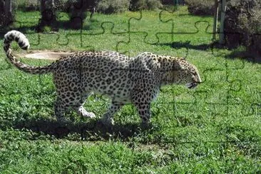Leopardo persiano jigsaw puzzle