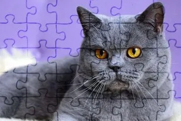 British shorthair blu