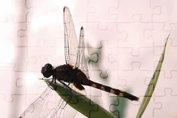 cute dragon-fly in my garden