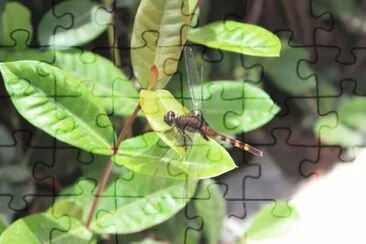 Other cut dragon-fly in my garden
