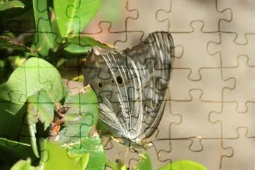 beautiful very small butterfly friend