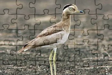 Occhione del perÃ¹