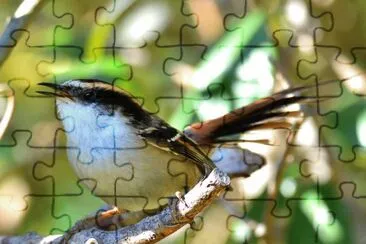 Rayadito jigsaw puzzle