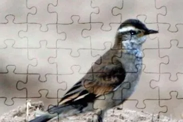 Cinclode alibarrate jigsaw puzzle