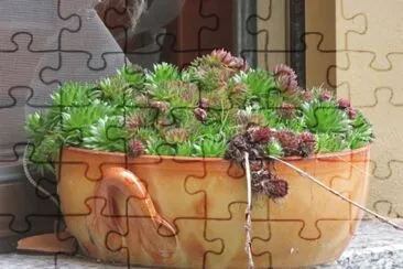 sempervivum jigsaw puzzle