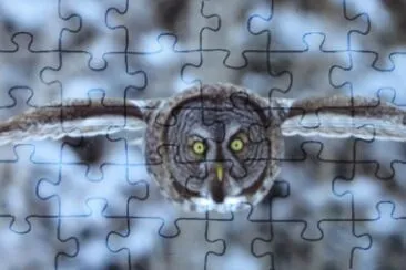 Owl in flight