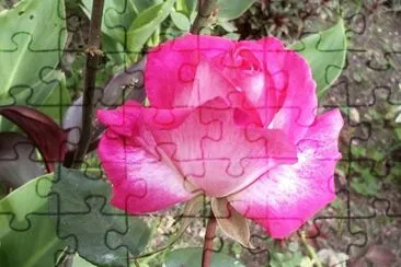 Rosa El Cortijo