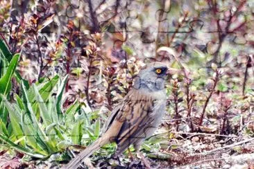 Junco del vulcano jigsaw puzzle