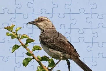 Tropical mocking jigsaw puzzle
