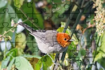Tangara cabecifulva