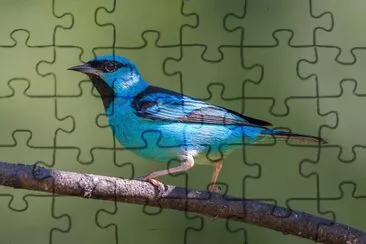 Dacnis azul