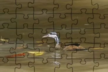 Sungrebe jigsaw puzzle