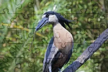 Boat billed heron
