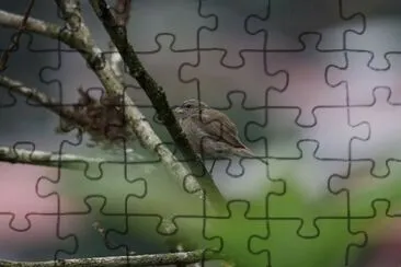Erbero scialbo jigsaw puzzle