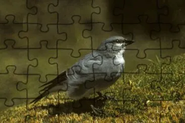 Diuca alibianche jigsaw puzzle