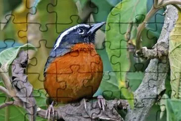 Tangara del piura jigsaw puzzle