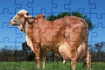 JR 364 jigsaw puzzle
