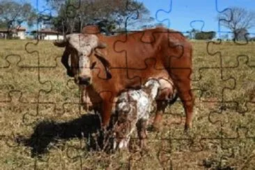 JR 365 jigsaw puzzle