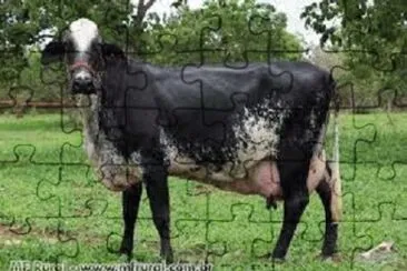 JR 366 jigsaw puzzle
