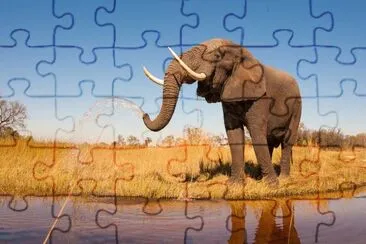 Animais jigsaw puzzle