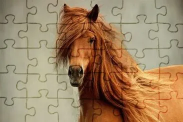 Cavalo