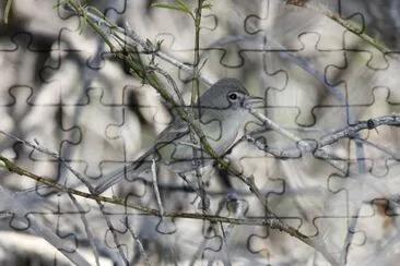 Vireo di bell