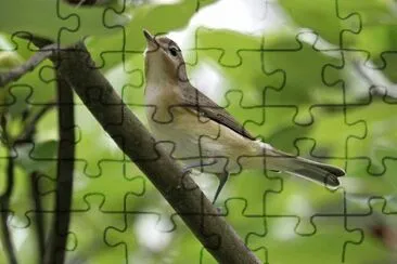 Vireo canoro