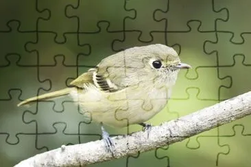 Vireo di hutton