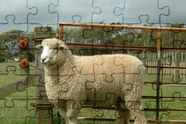 Romneyram jigsaw puzzle