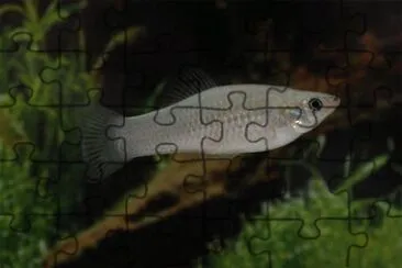 Poecilia formosa jigsaw puzzle