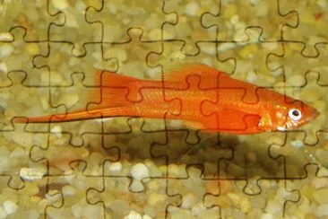 Xiphophorus helleri jigsaw puzzle