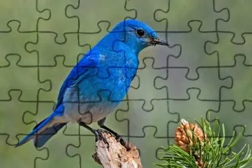 Sialia messicana jigsaw puzzle
