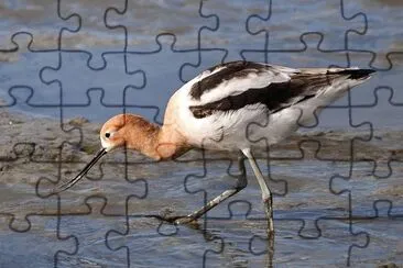 Avocetta americana
