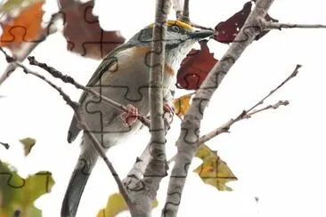 Vireo averla fianchicastani