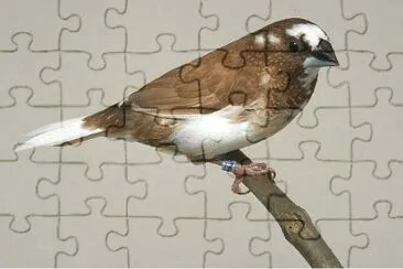 Passero del Giappone