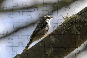 Rampichino americano jigsaw puzzle