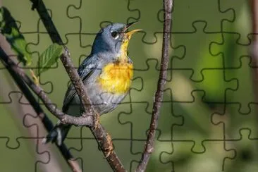 Parula settentrionale