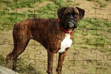 ditaacev jigsaw puzzle