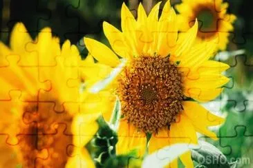 פאזל של flores