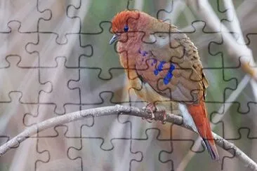 פאזל של Tortorina occhiblu