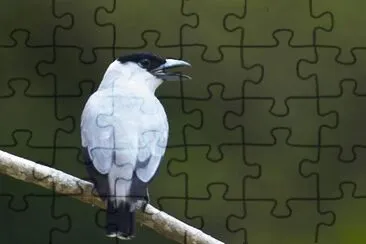 פאזל של Tityra dalla coronanera