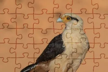 Caracara testagialla jigsaw puzzle