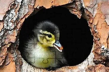 Animais jigsaw puzzle