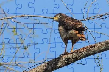 Poiana beccogrosso jigsaw puzzle