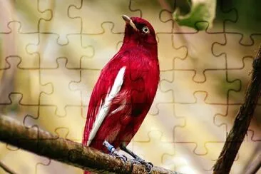פאזל של Pompadour cotinga